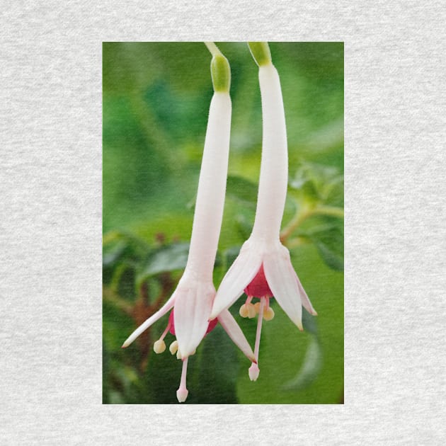 Fuchsia  'Roger de Cooker'  Triphylla by chrisburrows